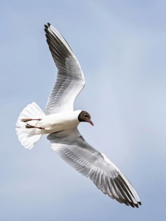 Black-headed Gull, Chroicocephalus ridibundus, bird in flight, England, United Kingdom