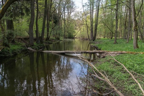 Germany, Greiz, Hammermühle, Thuringia, Weidatal, rivers, river dynamics, river, dead wood,