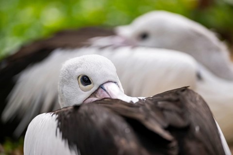 Australian pelican (Pelecanus conspicillatus), close-up, portrait, eye, captive, distribution
