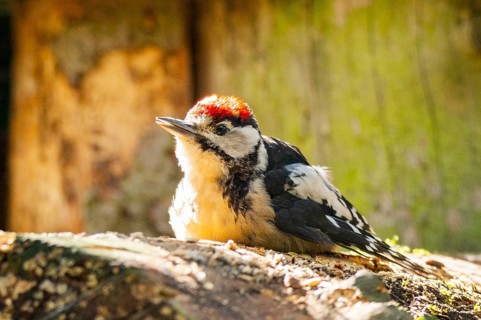 Middle spotted woodpecker (Dendrocoptes medius) on a tree hunting for food, Bavaria, Germany