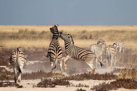 Plains zebras (Equus quagga antiquorum), Etosha National Park, Namibia