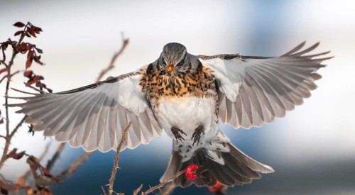 Fieldfares, Turdus pilaris, juniper thrush, birds, thrush, flying, flight, passeri, songbirds,