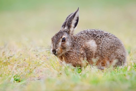 European hare (Lepus europaeus) sitting in a meadow and eating grasses, North Rhine-Westphalia,