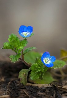 Brownroot, Persian speedwell, Persian honorary prize, plantaginaceae, scrophulariaceae, Veronica