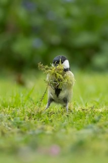 Great tit (Parus major) adult bird collecting moss from a garden lawn for nesting material in