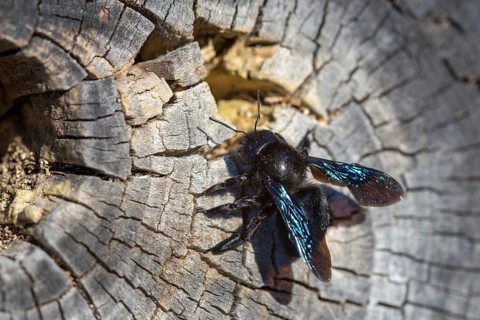 Apidae, bees, blue wood bee, large wood bee, hymenoptera, violet-winged wood bee, xylocopa