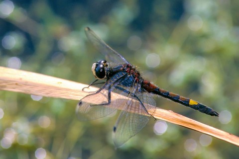 Large moss maiden, large white-faced darter, leucorrhinia pectoralis, yellow-spotted whiteface,