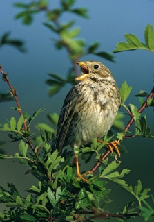 Corn Bunting, Emberiza Calandra, Grilled Bunting, Miliaria Calandra, Birds, Song, High Size,