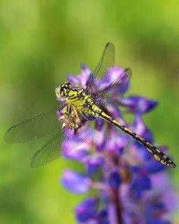 Green culbtail, green snaketail, green wedge, ophiogomphus cecilia, anisoptera, damselflies,