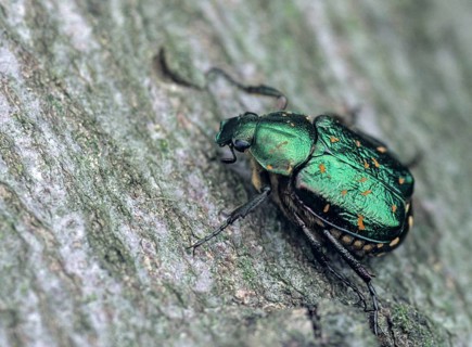 Leaf horn beetle, cetoniinae, gnorimus nobilis, green black beetle, rose beetle, scarabaeidae,
