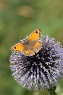 Gatekeeper butterfly (Pyronia tithonus) adult insect feeding on a garden Globe thistle flower in