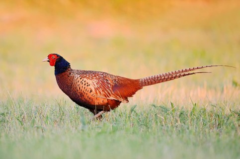 Hunting pheasant (Phasianus colchicus), cock standing in a meadow, North Rhine-Westphalia, Germany