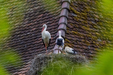 Young white storks (Ciconia ciconia) in their nest, on a house roof, Affenberg Salem, Lake