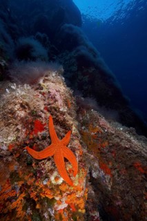 An orange starfish (Hacelia attenuata) on a vibrant underwater rock in the deep blue sea, dive