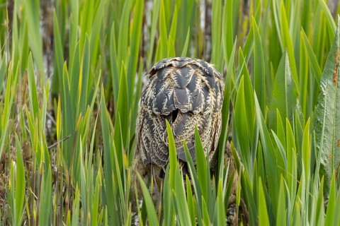 Great or Eurasian bittern (Botaurus stellaris) adult bird booming or calling in a reedbed, RSPB