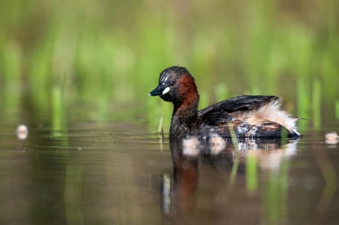 Littele Grebe, Tachybaptus Ruficollis, Little Grebe, Birds, Dabchick, Grebe, Grebe, Podicipedidae,