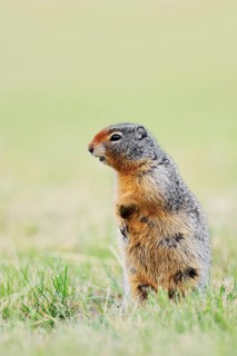 Columbia ground squirrel (Urocitellus columbianus, Spermophilus columbianus) standing upright in a