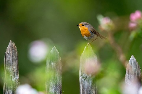 Erithacus rubecula, fruit tree blossom, robin, robins, birds, spring, garden birds, garden fence,