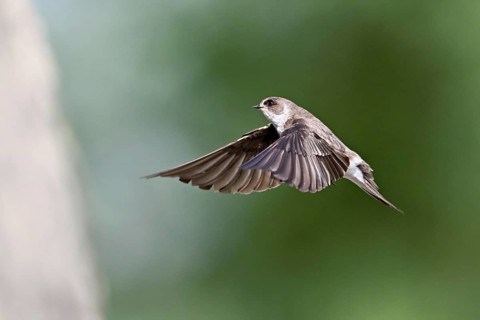 Sand martin (Riparia riparia), in flight, Reussegg nature reserve, Canton Aargau, Switzerland