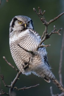 Hawk owl, sparrow owl, surnia ulula, birds, owls, high size, portrait format, northern hawk owl,