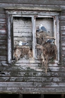 Black-legged Kittiwake, Black-legged Kittiwake, Norway, Rissa Tridactyla, Varanger, Birds, Breed,