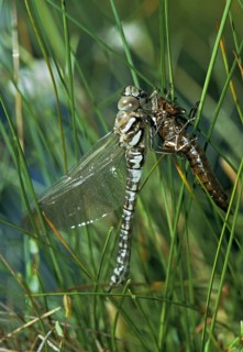 Aeshna subarctica Elisabethae, high moor mosaic maiden, subarctic darner, anisoptera, damselflies,