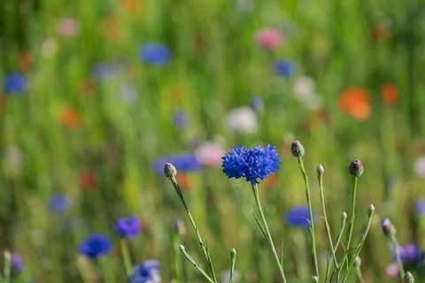 Bright blue cornflower (Cyanus segetum) in a blurred field of flowers, surrounded by various