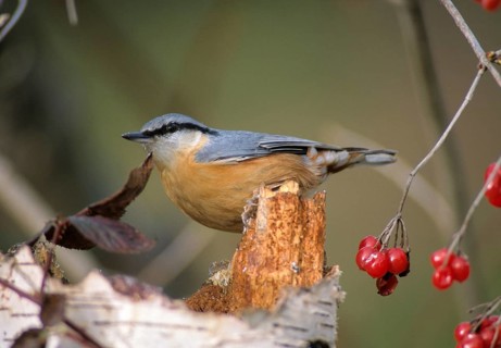 Nuthatch, Sitta Europaea, Birds, Passeri, Songbirds, Birds