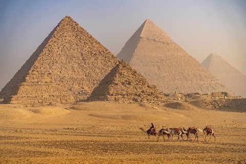 Camels in the desert near the pyramids of Giza, Egypt