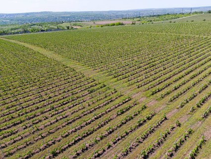Vineyards stretch over rolling hills under a clear sky, giving a feeling of vastness and fertility,
