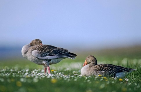 Anser Anser, Greylag or Graylag Goose, Grelag Goose, Anatidae, Birds, Duckbirds, Goose, Geese, Leo,