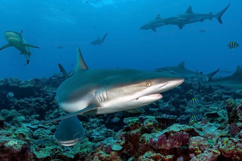 Underwater photo close-up of adult Grey reef shark (Carcharhinus amblyrhynchos) swimming over coral