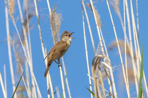Great reed warbler (Acrocephalus arundinaceus) adult male singing in reed bed in spring