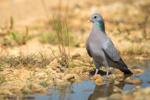 Columba Oenas, Holdove, Stock Pigeon, Bath, Bathe, Bird Bath, Birds, Columbidae, Doves, Doves,