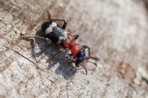 Ant beetle, checkered ant beetle, thanasimus formicarius, beetle, coleoptera, insects, beetles