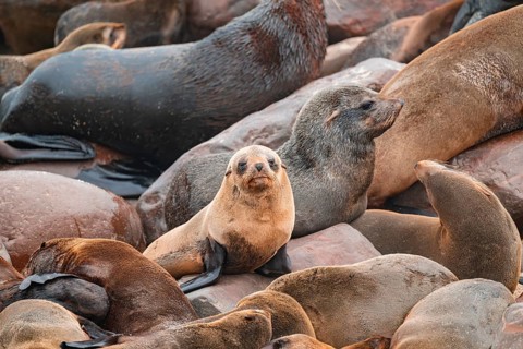 Seal colony, fur seal, Cape fur seal (Arctocephalus pusillus), Cape Cross, Atlantic coast, Namibia
