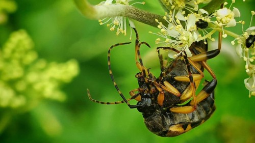 A close-up of two spotted longhorn beetles (Rutpela maculata) mating amongst yellow flowers amidst