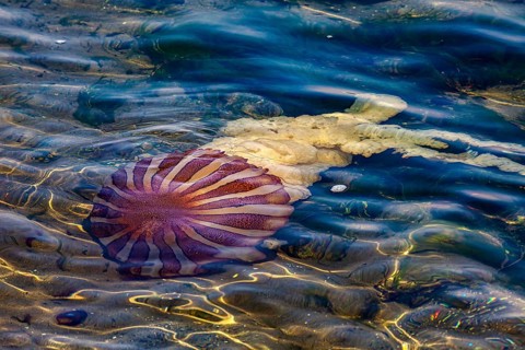 A large striped jellyfish swims in the clear seawater, surrounded by shimmering waves, a compass
