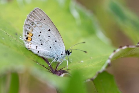 Cupid argiades, short-tailed blue, butterfly, insects, butterfly, short-tailed blue, butterflies,