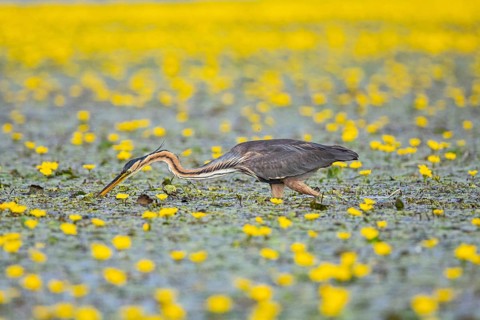 Purple heron (Ardea purpurea) Hungary