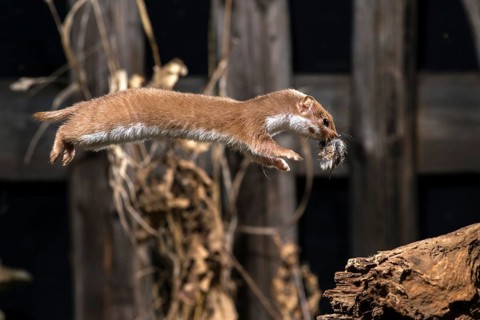 Carnivora, least weasel, mouse weasel, mustela nivalis, predators, prey, bolt, capture, hunting,