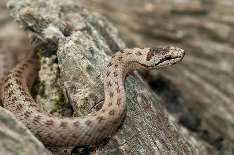 Coronella Austriaca, smooth snake, critters, reptilia, reptilia, reptiles, snakes, snakes
