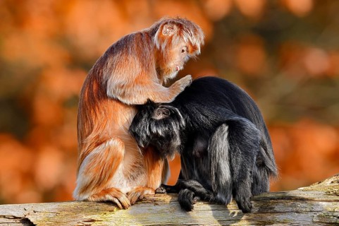 Javan lutung (Trachypithecus auratus) engaging in mutual grooming, black and orange-brown colour