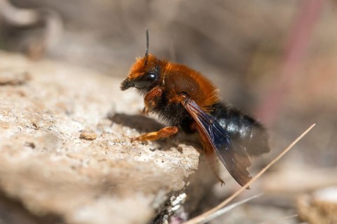 Apidae, bees, chalicodoma sicula, granelli, hymenoptera, Italy, megachile sicula, mortar bee,
