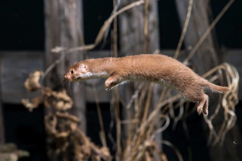Carnivora, least weasel, mouse weasel, mustela nivalis, predators, bolt, mammals, raptors, jump,