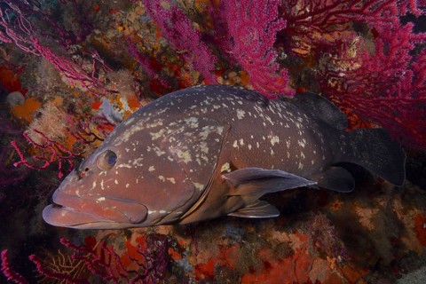 Dusky Grouper (Epinephelus marginatus) (Mycteroperca marginatus) in a vibrant, colourful reef, dive