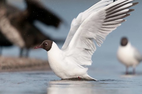 Black-headed gull, chroicocephalus ridibundus, black-headed gull, larus ridibundus, adult, birds,