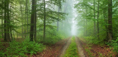 Hiking trail through foggy beech forest in early autumn, Tautenburg Forest, Thuringia, Germany