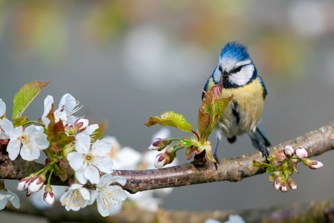 Blue tit, parus caeruleus, birds, spring, meadow orchard, tits, passeri, songbirds, songbirds,