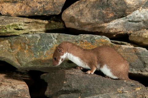 Carnivora, least weasel, mouse weasel, mustela nivalis, predators, mammals, raptors, mammals